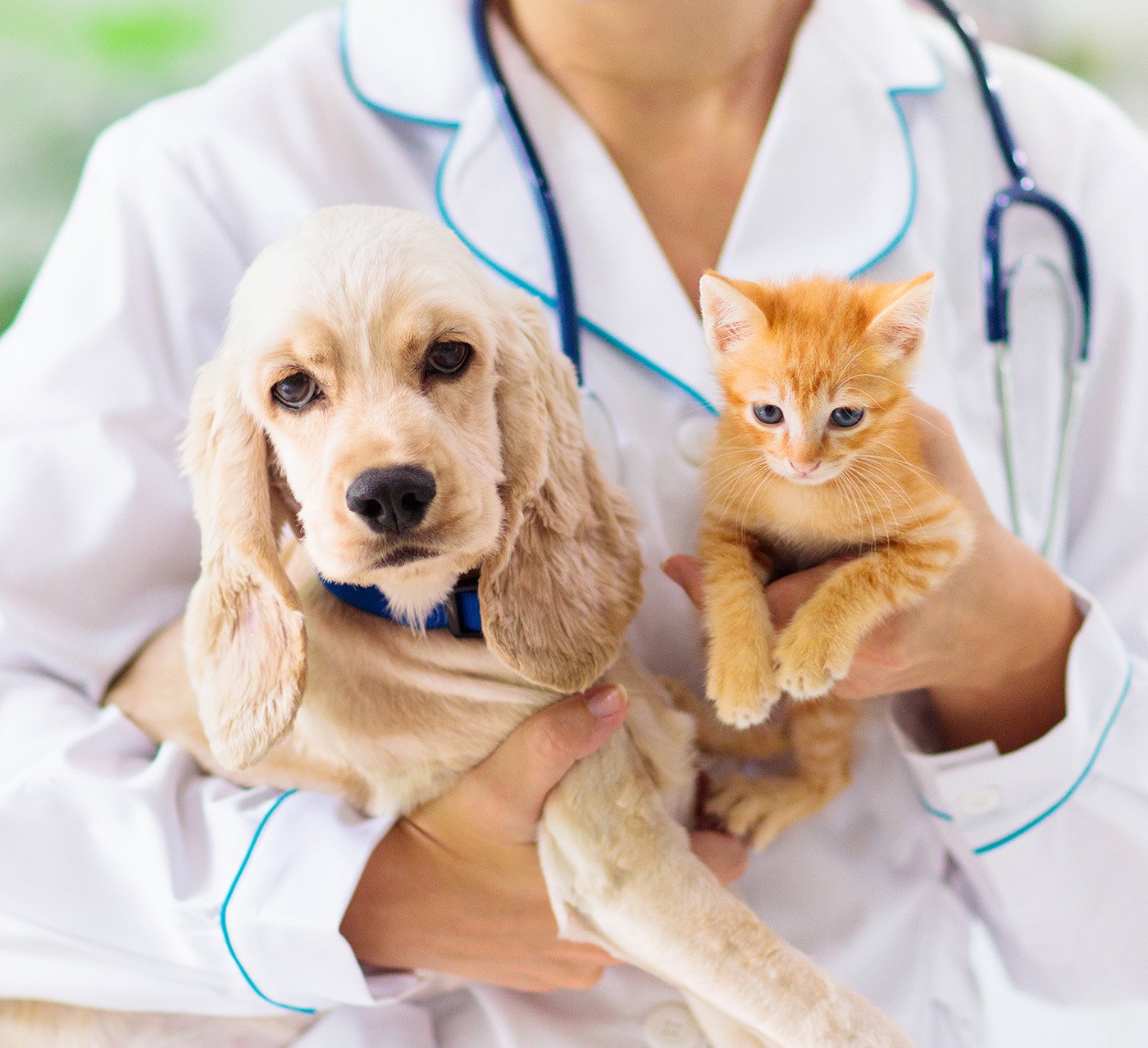 Exceptional Care for Every Tail, Paw, and Whisker
